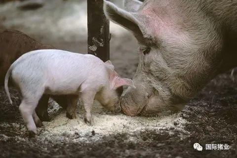 受新冠疫情和非洲猪瘟影响,预计2020年中国猪肉进口将创新高!