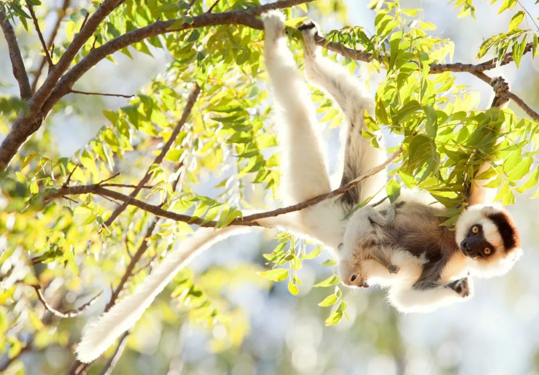 新冠疫情传导的次生灾害：部分濒危动物面临灭顶之灾