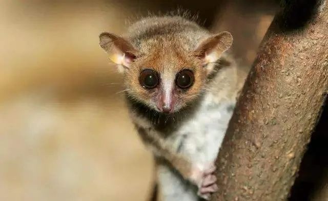 新冠疫情传导的次生灾害：部分濒危动物面临灭顶之灾