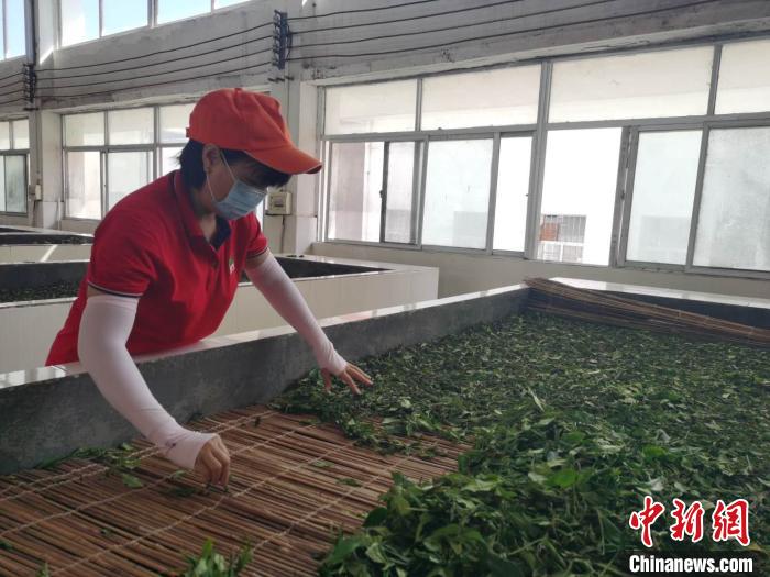 全国人大代表符小琴：勤耕绿叶园茶香惠农户