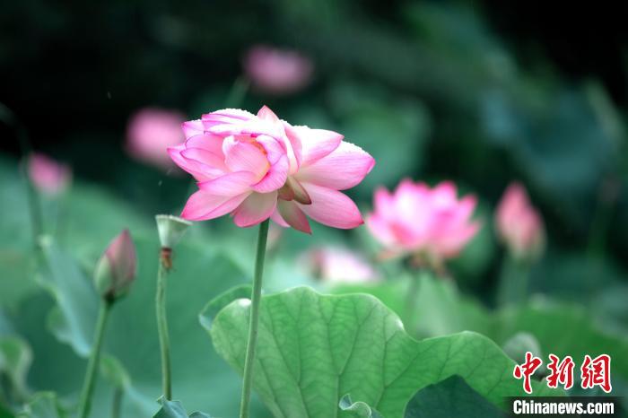 厦大荷塘赏“嘉”景花中珍品“并蒂莲”