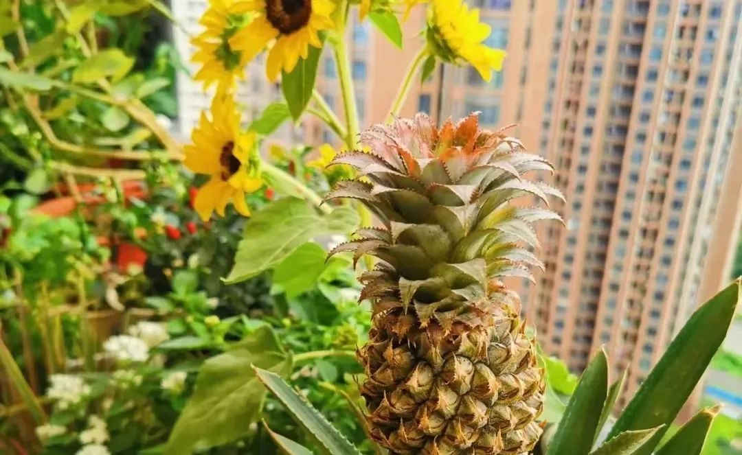 第一批“居家种菜”的“90后”，已经成了“蔬果大户”……