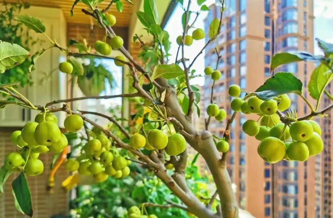 第一批“居家种菜”的“90后”，已经成了“蔬果大户”……