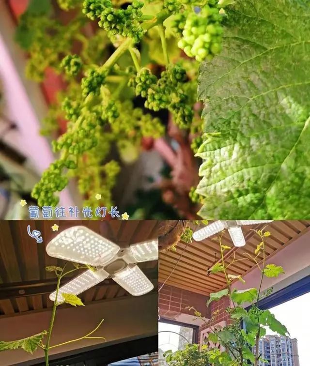 第一批“居家种菜”的“90后”，已经成了“蔬果大户”……