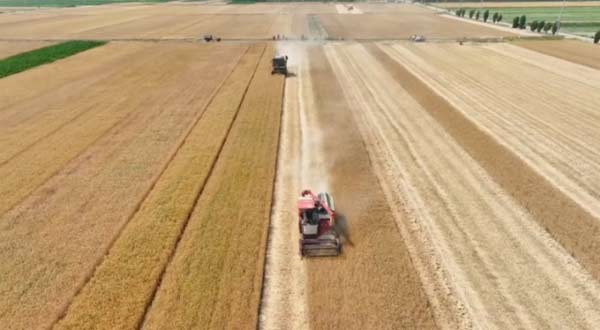 今年连云港夏粮再获丰产丰收,预计总产可达147万吨 今年连云港夏粮再获丰产丰收,预计总产可达147万吨