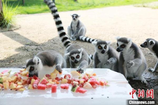 疫情下的动物园：闭园不停工 动物度夏有“凉方”