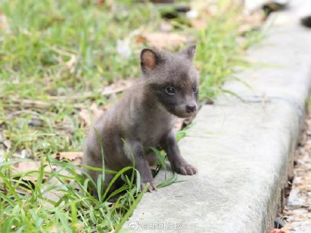 女子收养小狗2个月发现是只貉，成长中一度停止呼吸