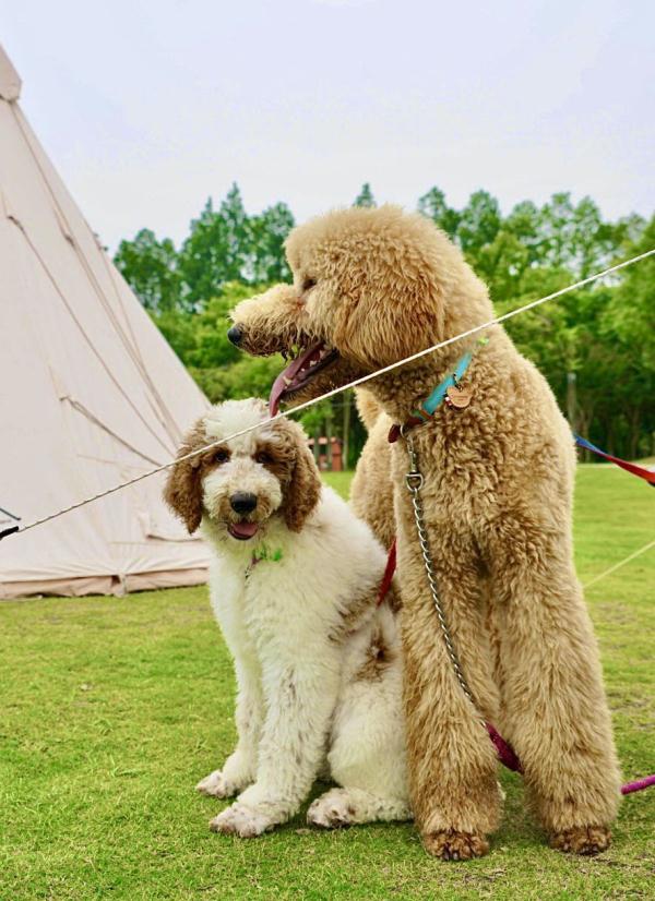 长兴岛郊野公园明起恢复开园 百亩玫瑰园景观升级 长兴岛郊野公园明起恢复开园 百亩玫瑰园景观升级
