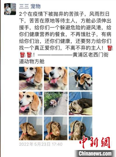 上海“动物方舱”负责人翟江：“毛孩子”让我找到新目标