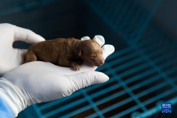 走进北蔡：宠物小屋