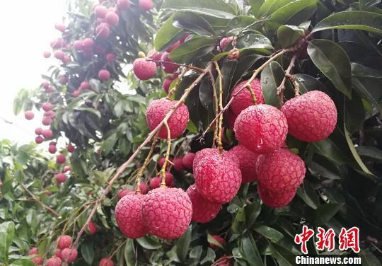 能卖上千元的挂绿荔枝，究竟是什么来头