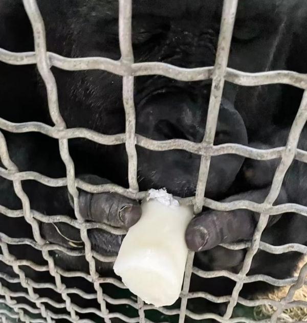 快看大熊猫啃西瓜冰 上海动物园“西郊特供雪糕”清凉登场