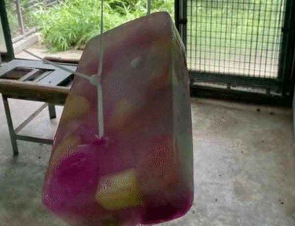 快看大熊猫啃西瓜冰 上海动物园“西郊特供雪糕”清凉登场