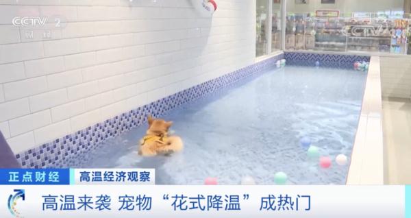 雪糕"刺客"频现、宠物花式纳凉…清凉经济"热"了