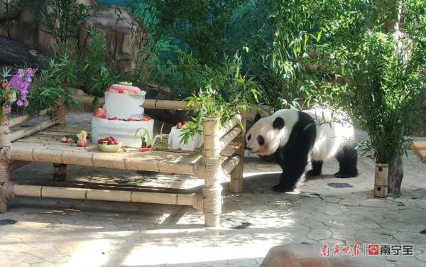 萌翻全场！南宁市动物园的双胞胎“寿星”绩美绩兰六岁啦