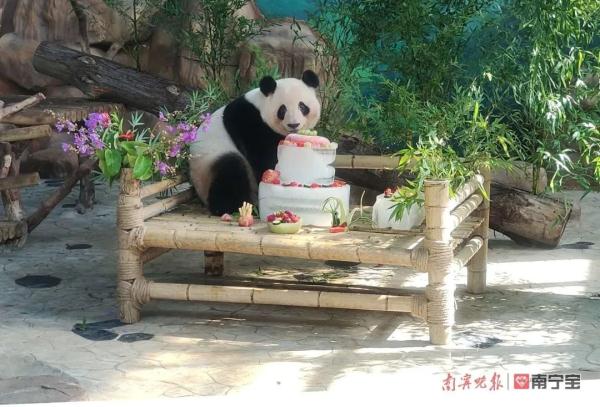 萌翻全场！南宁市动物园的双胞胎“寿星”绩美绩兰六岁啦