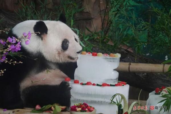 萌翻全场！南宁市动物园的双胞胎“寿星”绩美绩兰六岁啦