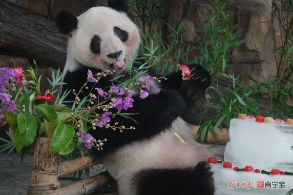 萌翻全场！南宁市动物园的双胞胎“寿星”绩美绩兰六岁啦