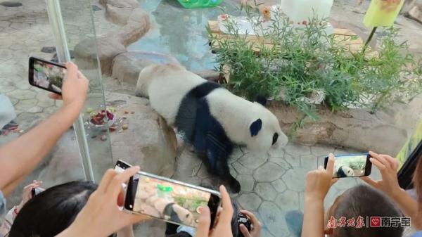 萌翻全场！南宁市动物园的双胞胎“寿星”绩美绩兰六岁啦