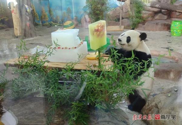 萌翻全场！南宁市动物园的双胞胎“寿星”绩美绩兰六岁啦