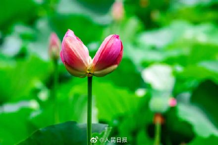 好运“莲莲”！并蒂莲都有雪糕了