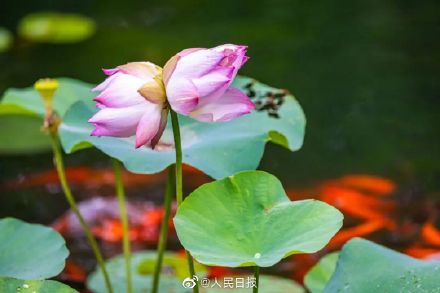 好运“莲莲”！并蒂莲都有雪糕了