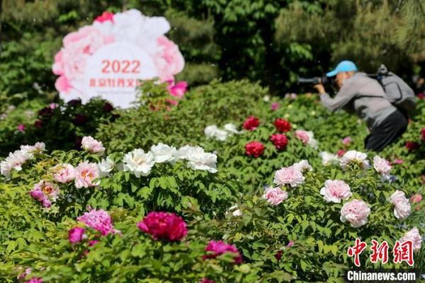 北京牡丹文化节开幕 观赏面积1200亩达历届之最
