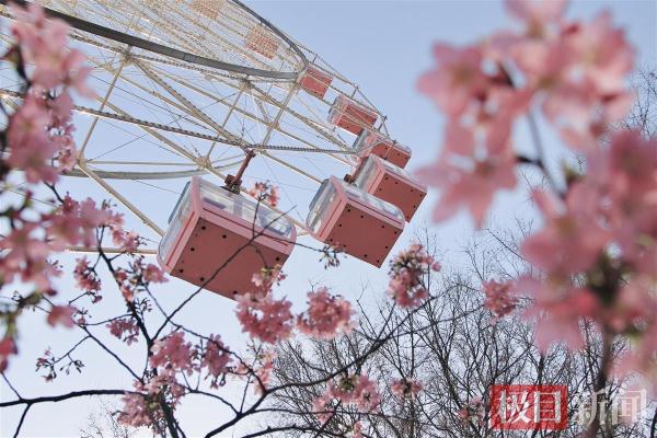 100多种产品琳琅满目，武汉东湖樱花文创市集受热捧