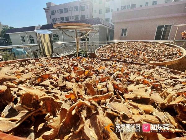 今日大雪，东莞人的“凡尔晒”刷屏了！