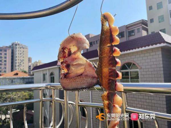 今日大雪，东莞人的“凡尔晒”刷屏了！