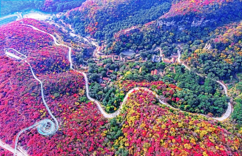 淄博红叶柿岩旅游区鸟瞰图（景区供图）
