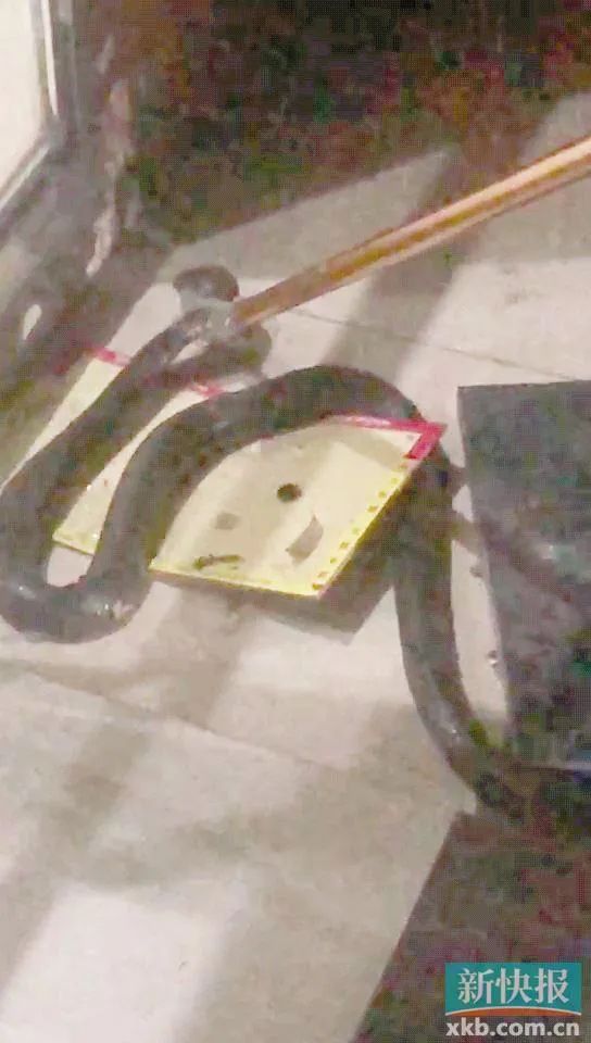 广州一小区惊现十几条眼镜蛇！尽量别去这些区域！