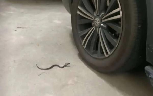 广州一小区惊现十几条眼镜蛇！尽量别去这些区域！