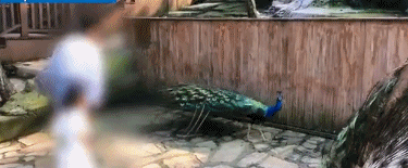 气愤！为哄孩子，女子拔下孔雀羽毛！景区回应