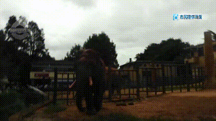 气愤！为哄孩子，女子拔下孔雀羽毛！景区回应