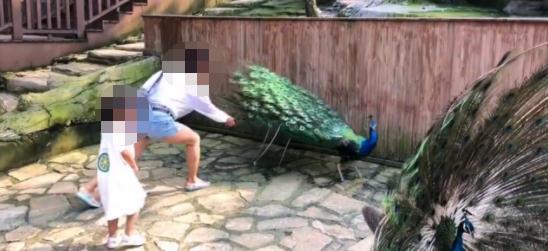 想哄孩子开心，就拔孔雀羽毛？这是啥妈呀？！