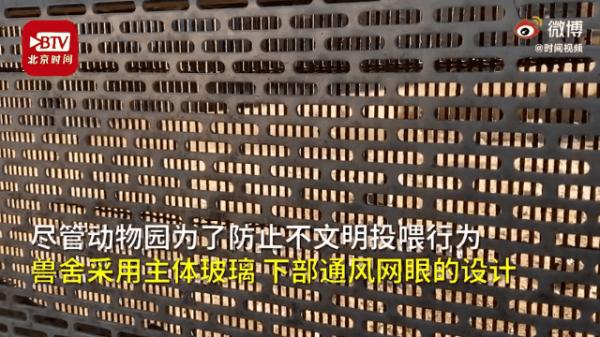 疼！想哄孩子高兴，就拔孔雀羽毛？