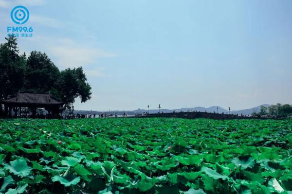 今日小暑，宜读诗纳凉，食“新”啦……