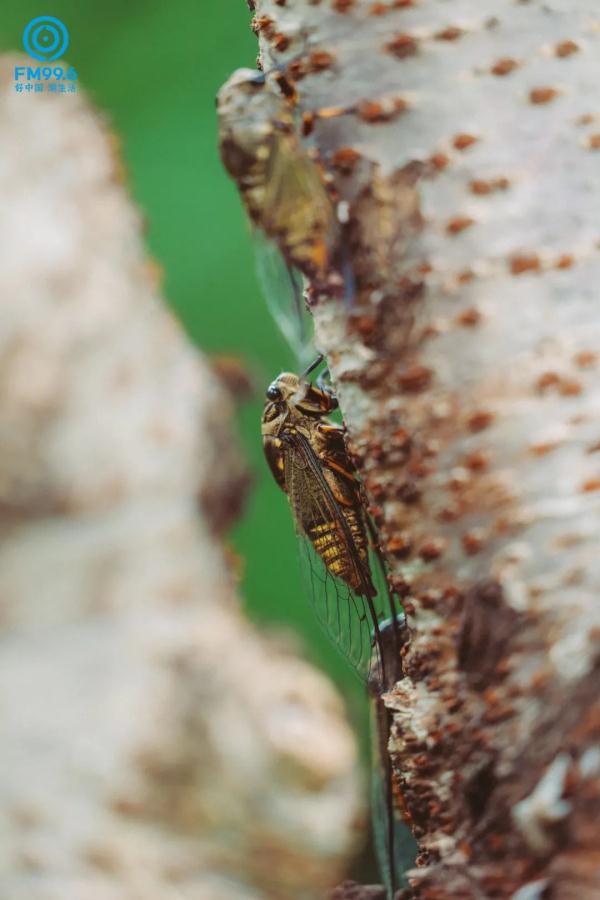 今日小暑，宜读诗纳凉，食“新”啦……