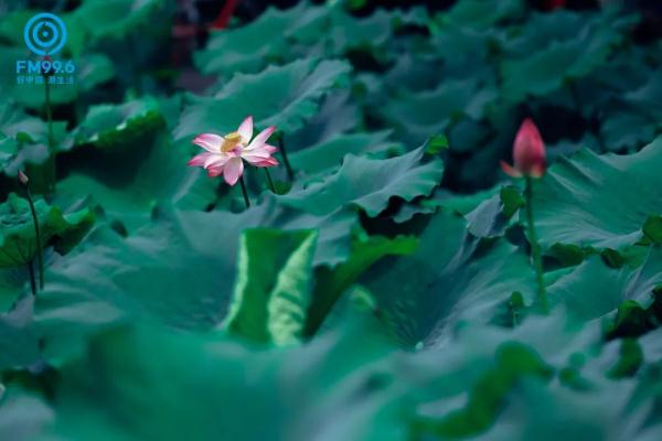 今日小暑，宜读诗纳凉，食“新”啦……