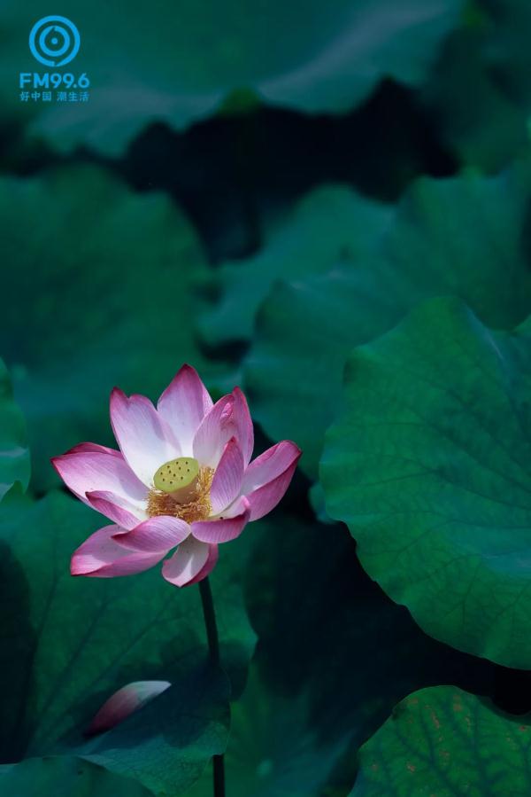 今日小暑，宜读诗纳凉，食“新”啦……