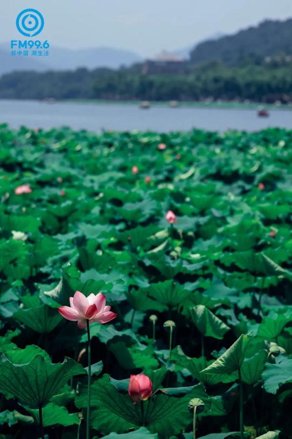 今日小暑，宜读诗纳凉，食“新”啦……
