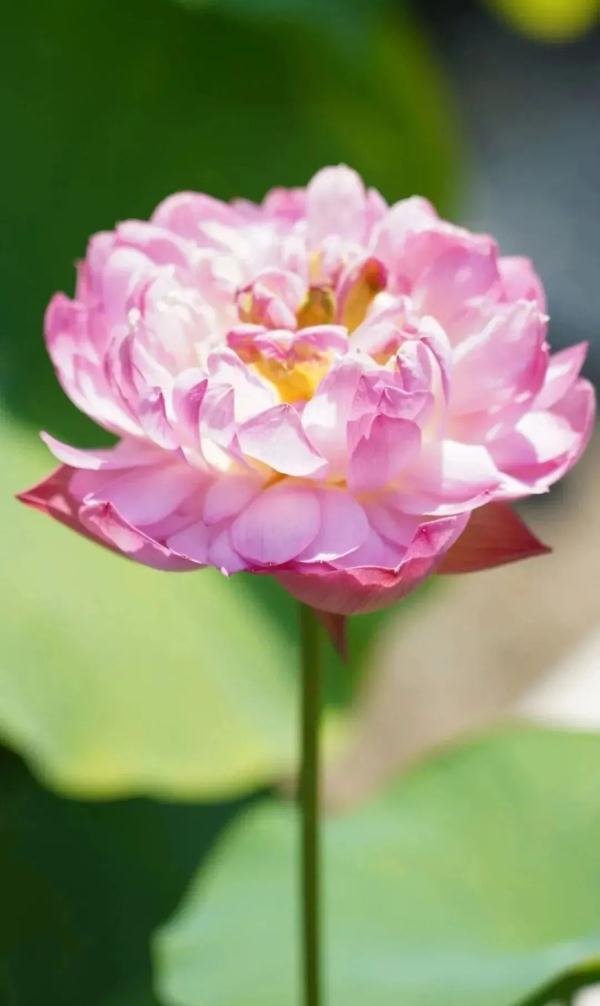 武汉惊现罕见双心莲！还有一大波新奇荷花你见过吗？