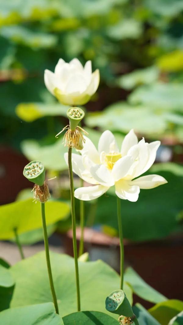 武汉惊现罕见双心莲！还有一大波新奇荷花你见过吗？