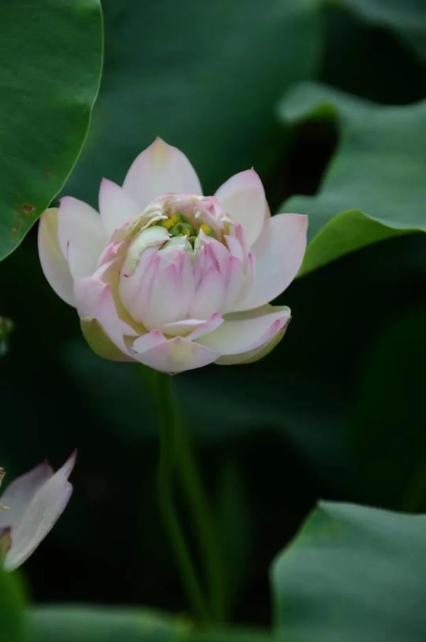 武汉惊现罕见双心莲！还有一大波新奇荷花你见过吗？