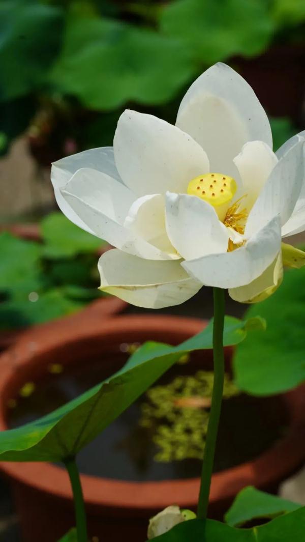 武汉惊现罕见双心莲！还有一大波新奇荷花你见过吗？