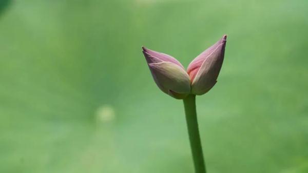 武汉惊现罕见双心莲！还有一大波新奇荷花你见过吗？