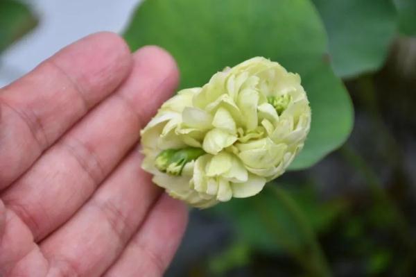 武汉惊现罕见双心莲！还有一大波新奇荷花你见过吗？