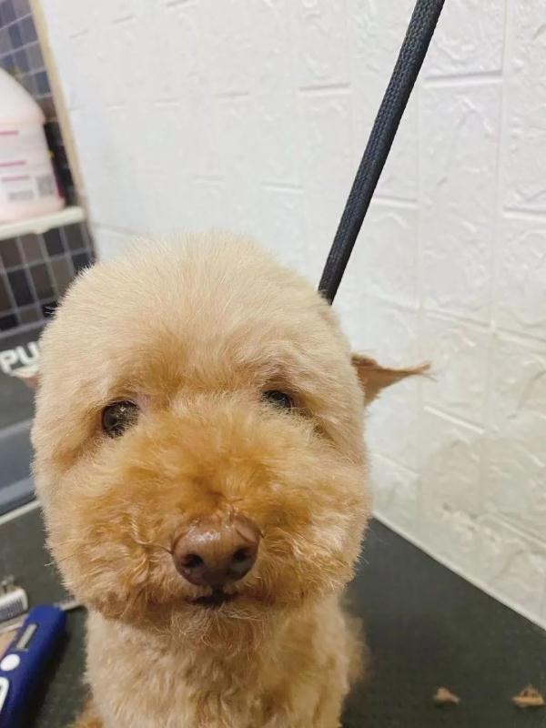 哈尔滨狗狗常用名Top10!你家狗狗叫啥名? 哈尔滨狗狗常用名Top10!你家狗狗叫啥名?