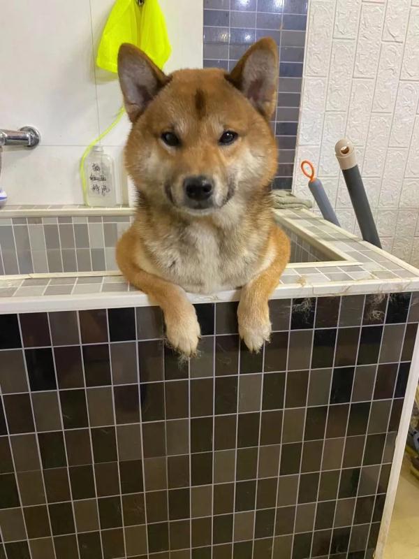 哈尔滨狗狗常用名Top10!你家狗狗叫啥名? 哈尔滨狗狗常用名Top10!你家狗狗叫啥名?